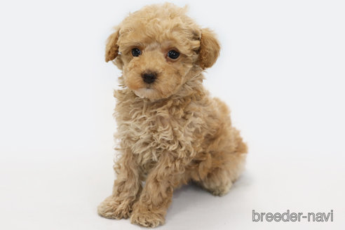 成約済の神奈川県のトイプードル-349159の2枚目